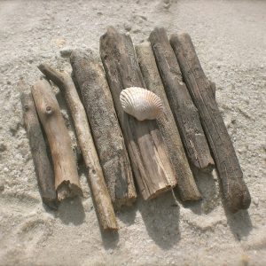 driftwood, flotsam, shell