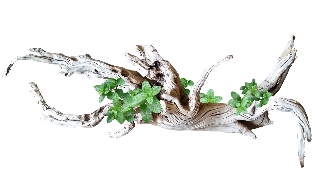 driftwood, wood, decoration
