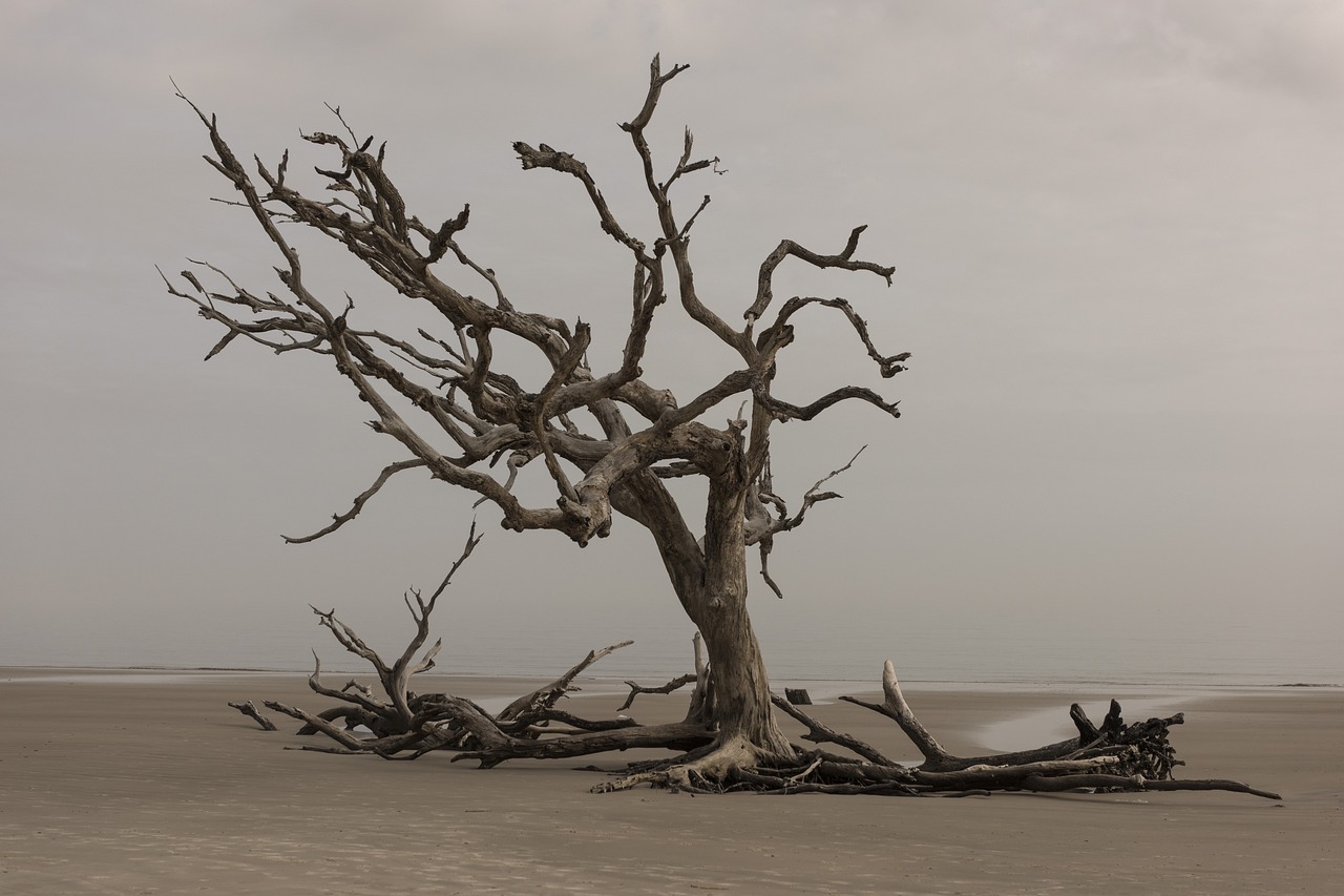 tree, nature, landscape