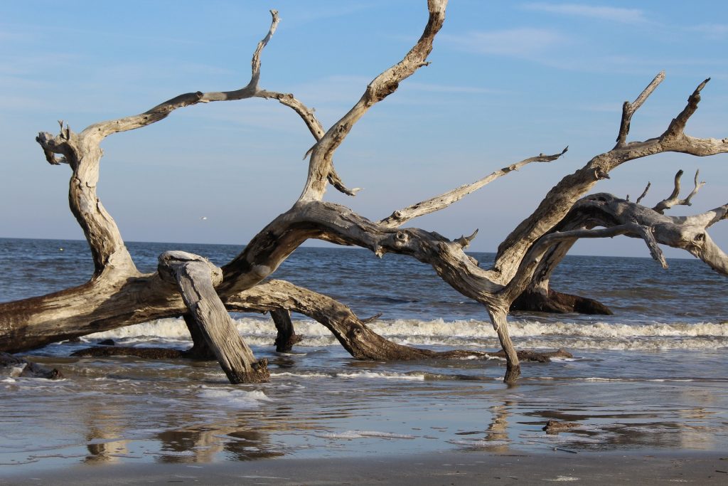 A large driftwood tree on the beach